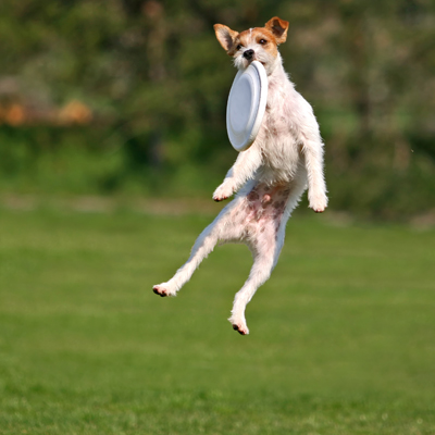 Dog catching a frisbee